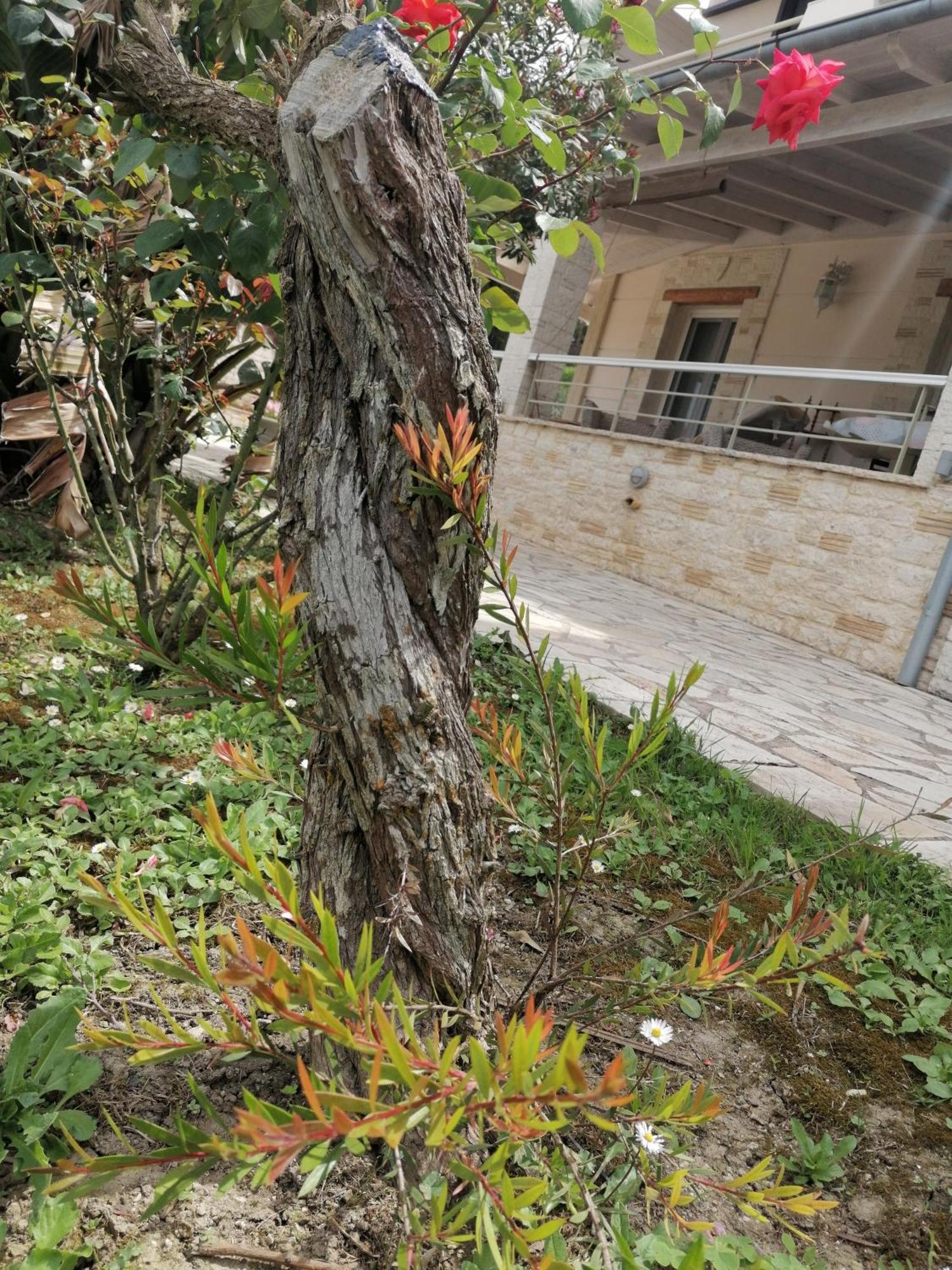 Makis Apartments Arillas (Corfu) Exterior foto